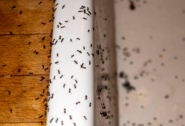 Best Flea Control Services  in West Mayfield, PA